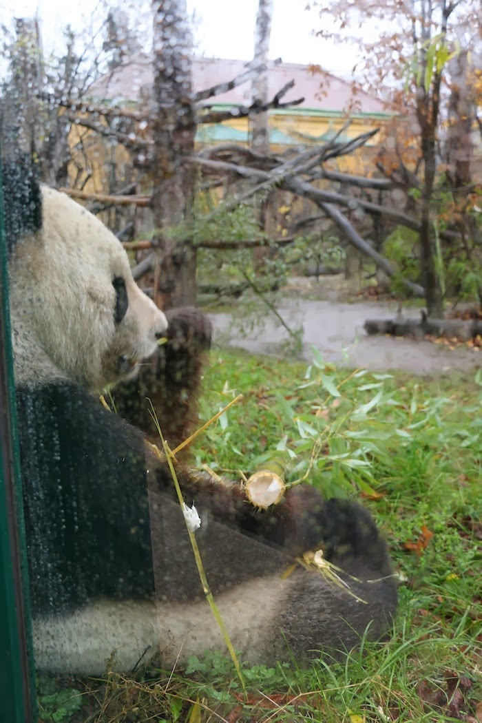 panda zoo