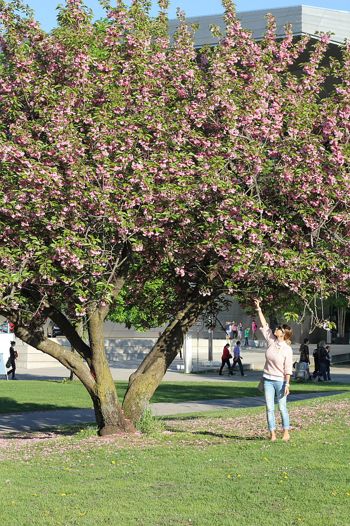 münchen sommer kirschbäume