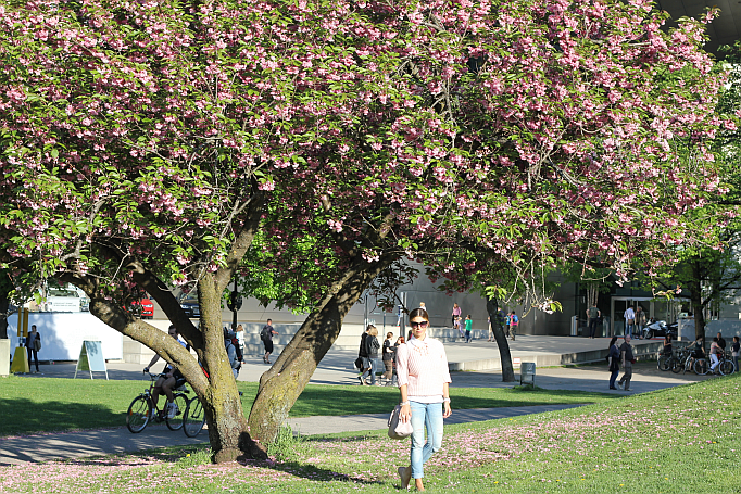 kirschbäume münchen