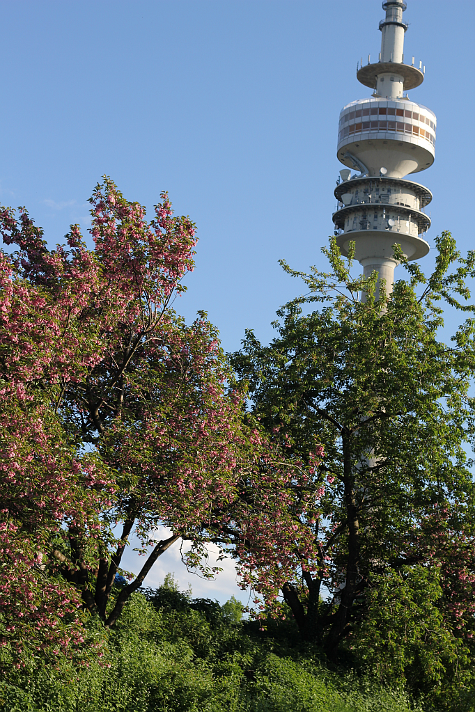 kirschbaum blüten